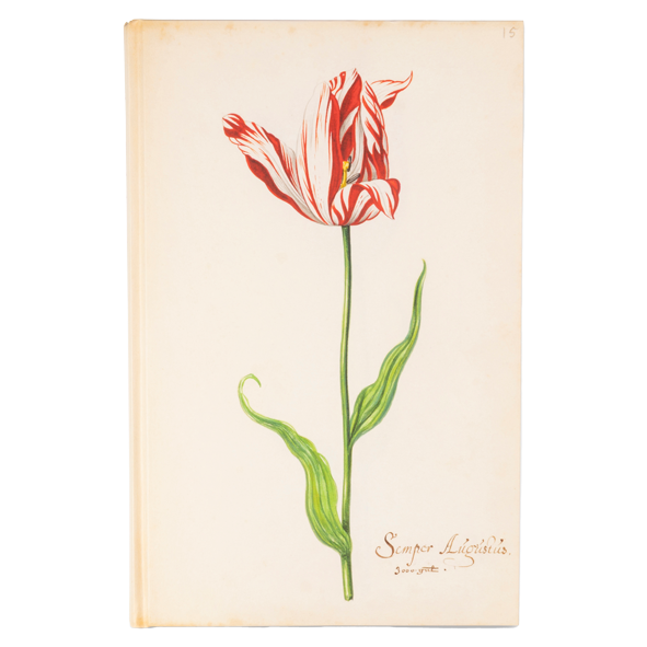 Tulip | Description, Flower, Cultivation, & Facts | Britannica