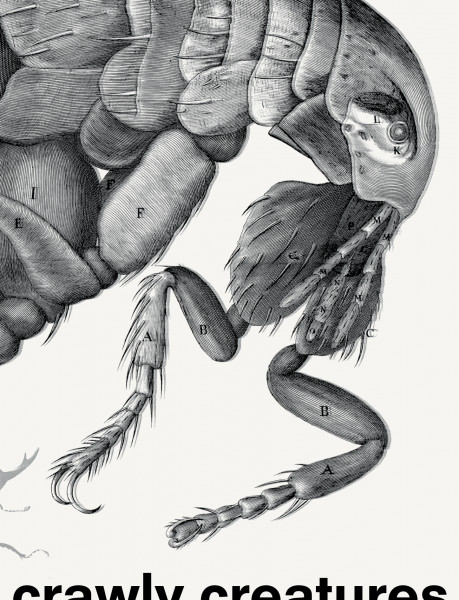 Crawly Creatures: Little Animals in Art and Science