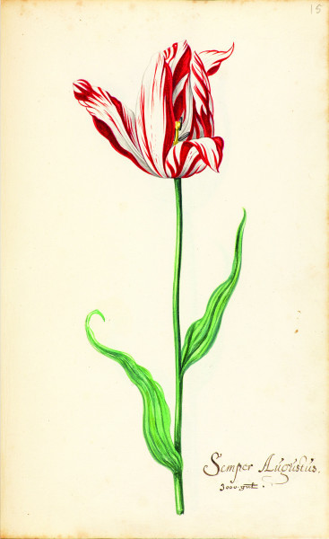 The Tulip Book (Het Tulpboek)