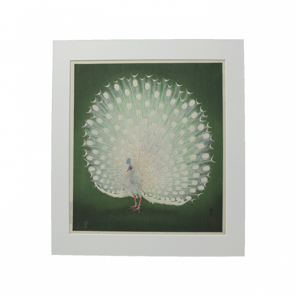 Giclee peacock