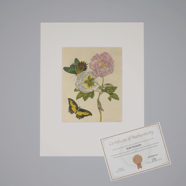Giclee MSM