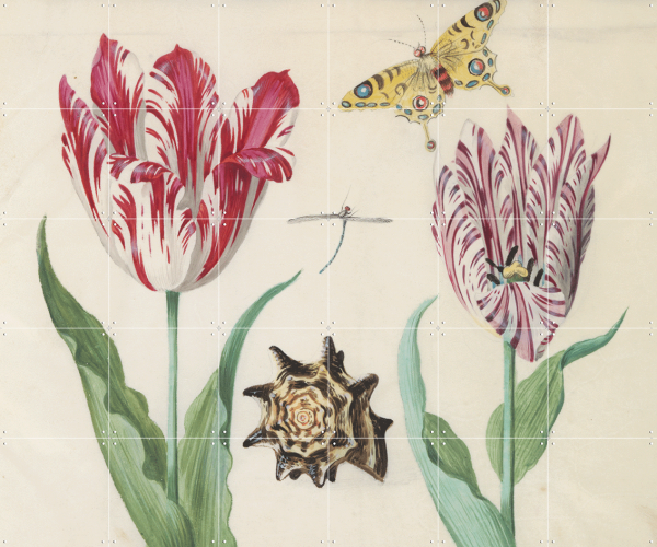 IXXI | Tulips Marrel